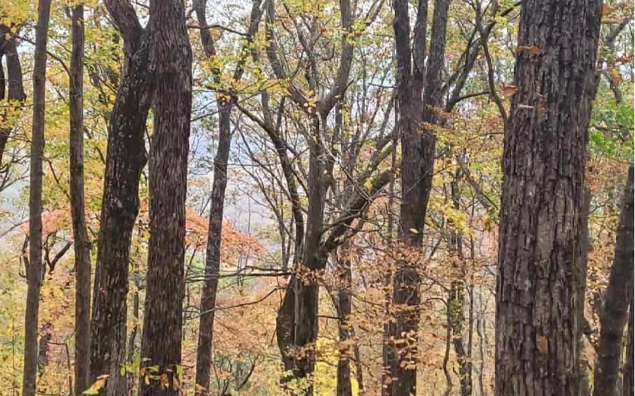 43.91 Old Burnt Mountain Road, Ellijay GA 30540 - Photo