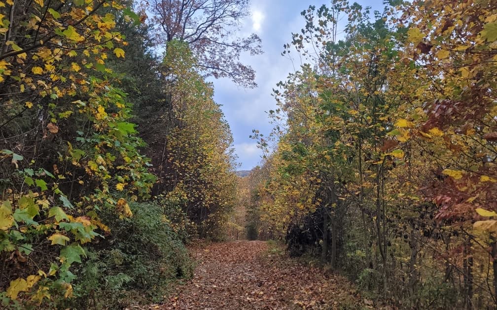 43.91 Old Burnt Mountain Road, Ellijay GA 30540 - Photo