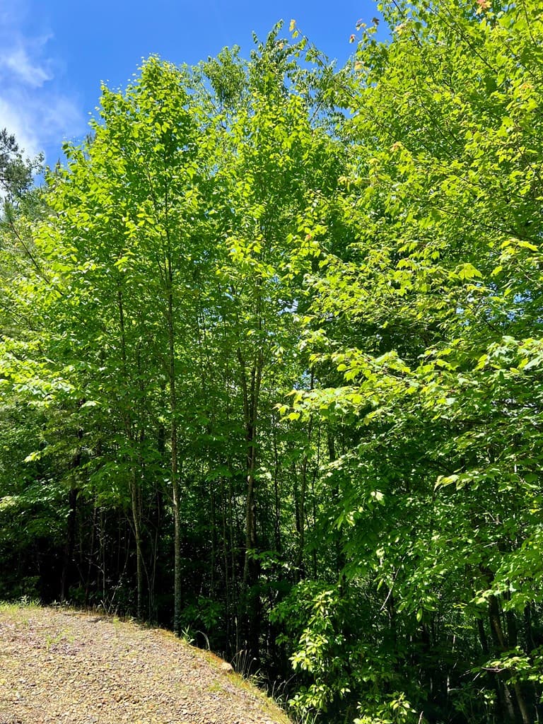 #31 Fiddlers Way, Murphy NC 28906 - Photo
