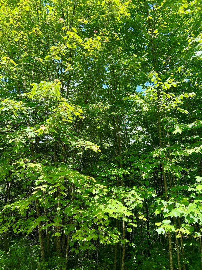 #31 Fiddlers Way, Murphy NC 28906 - Photo