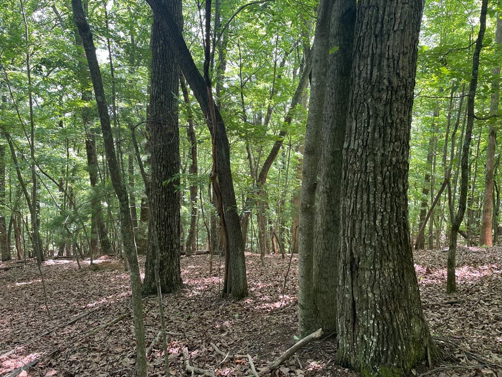 Lot 11 Brumby Run, Blairsville GA 30512 - Photo