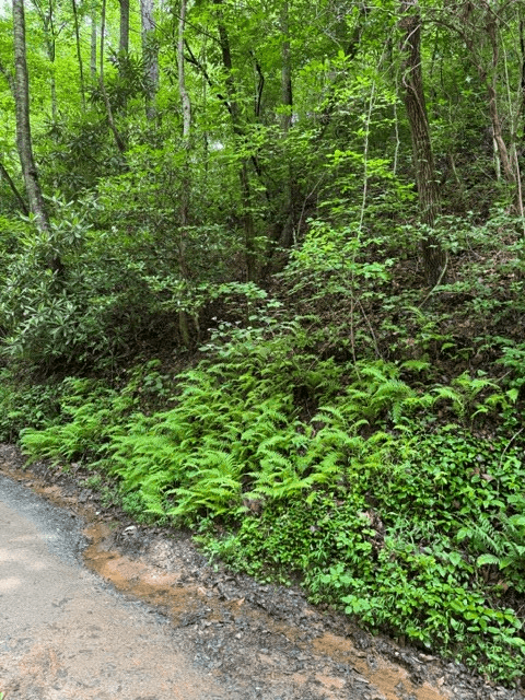 Lot 2 Kells Ridge, Ellijay GA 30540 - Photo