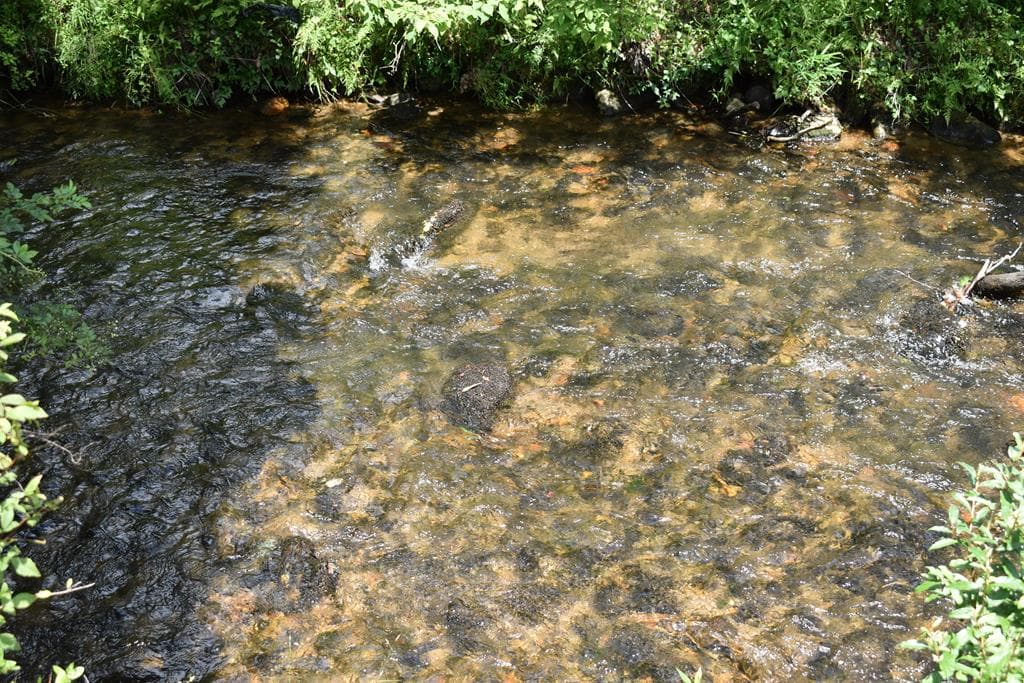 2632 Big Creek, Cherry Log GA 30522 - Photo