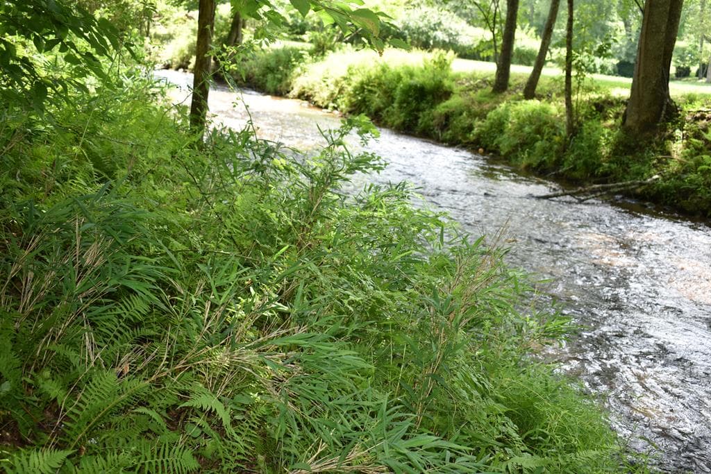 2632 Big Creek, Cherry Log GA 30522 - Photo