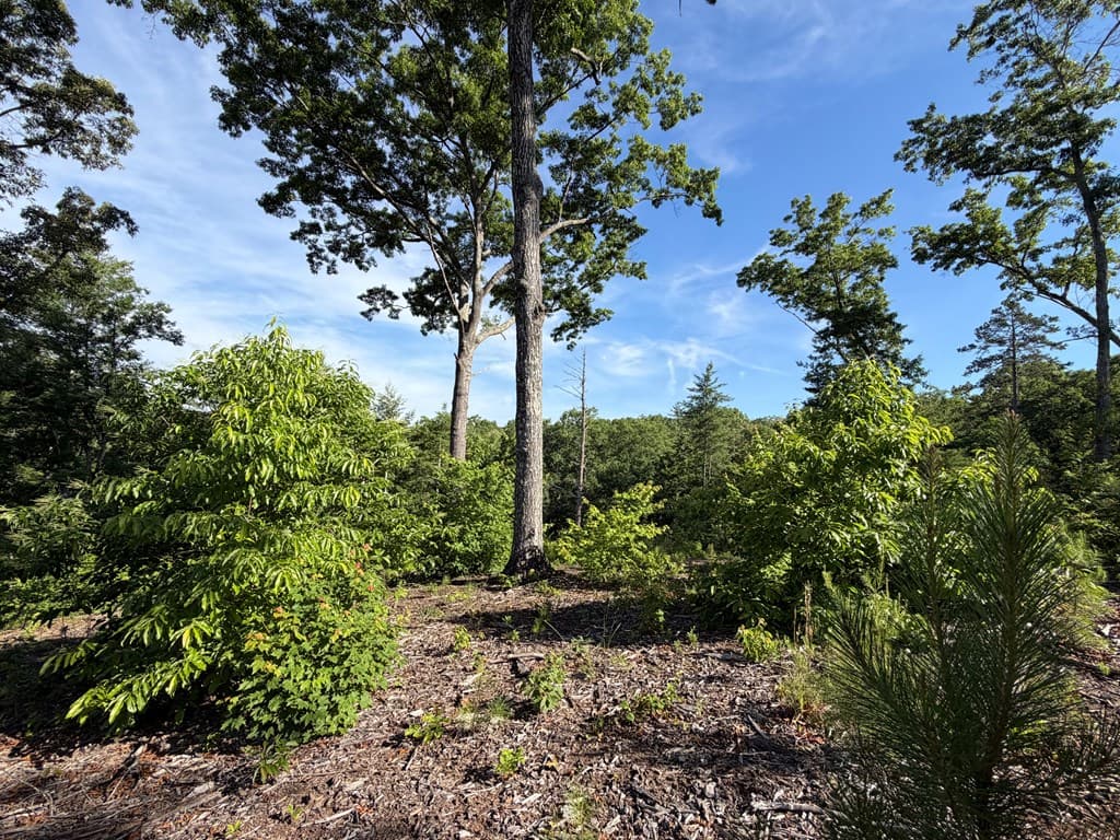 LT 304 Greenwood Court, Ellijay GA 30540 - Photo