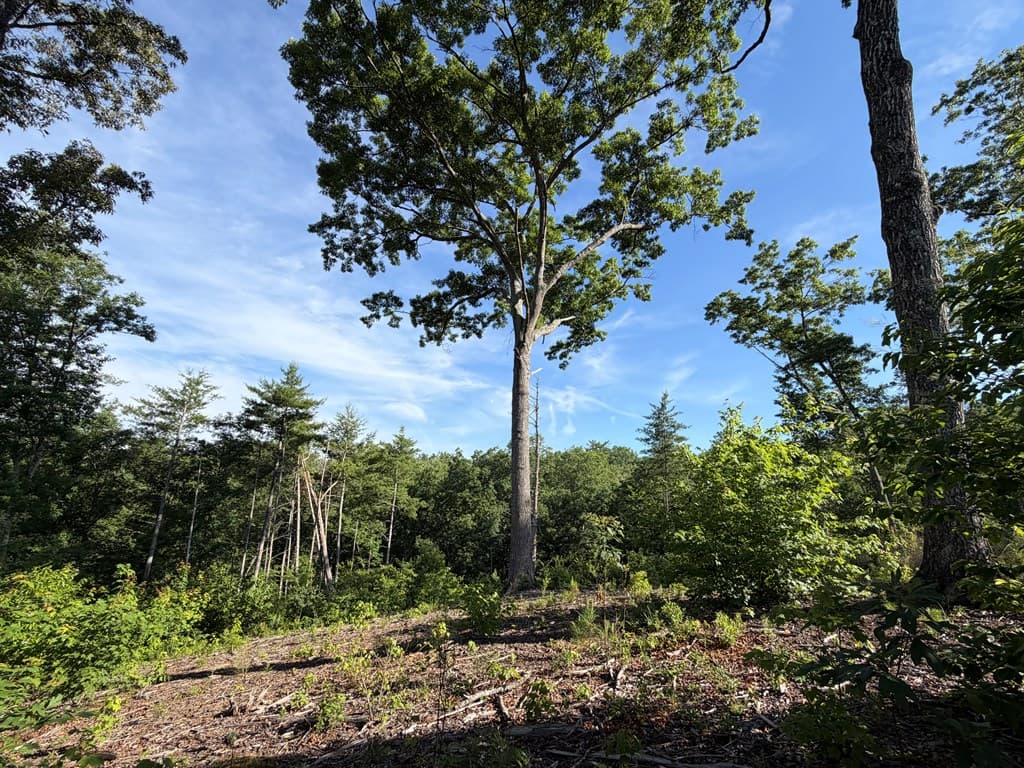 LT 304 Greenwood Court, Ellijay GA 30540 - Photo