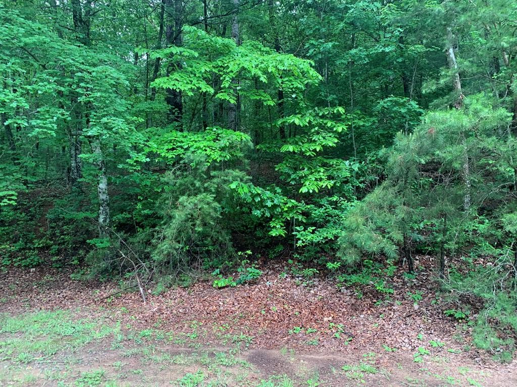 805 Bethabara Road, Hayesville NC 28904 - Photo