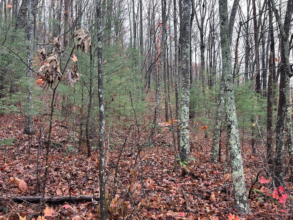 Lt12&13 Butternut Grove Road, Blairsville GA 30512 - Photo