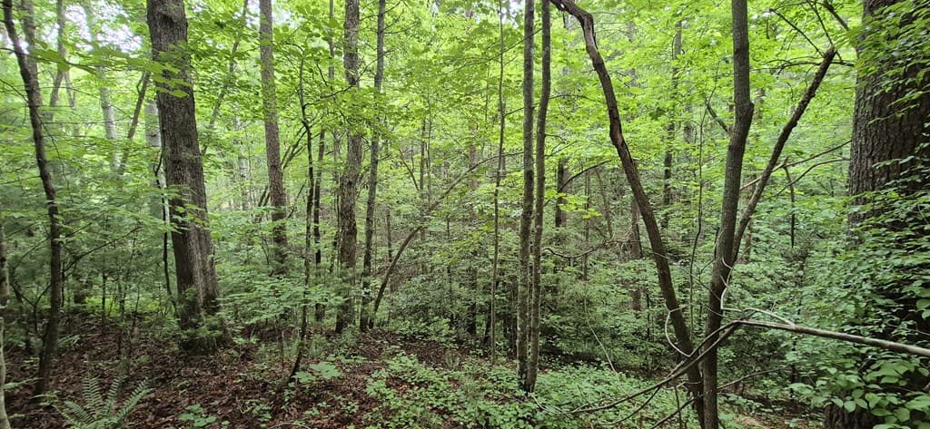 Lot 4 Roaring Forks Lane, Ellijay GA 30540 - Photo