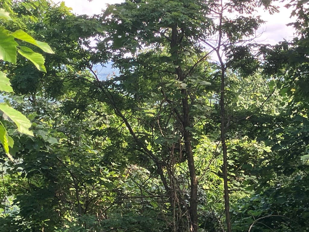 Lot 51 Buck Ridge Drive, Murphy NC 28906 - Photo