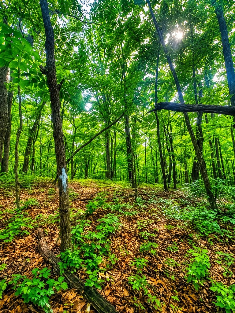 1564 Rackley Road, Ellijay GA 30536 - Photo