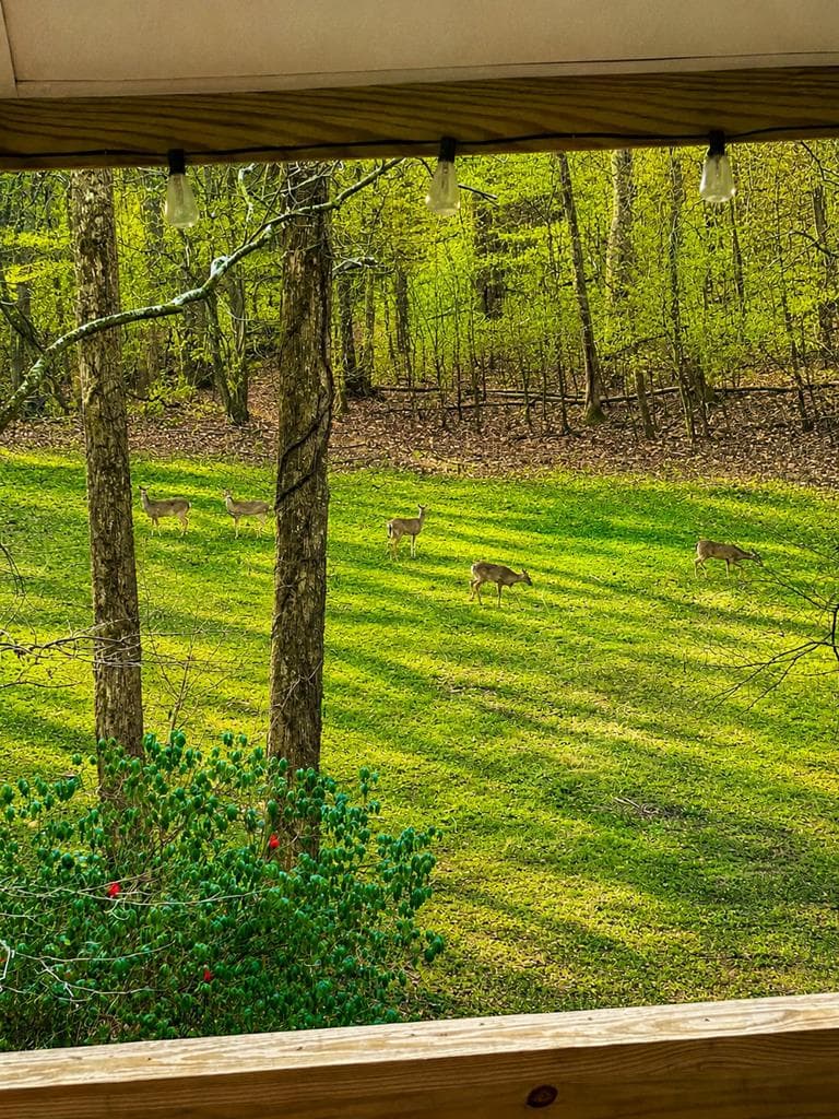 1564 Rackley Road, Ellijay GA 30536 - Photo