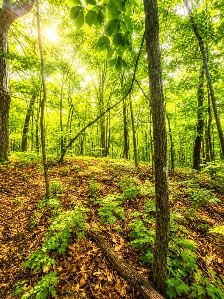 1564 Rackley Road, Ellijay GA 30536 - Photo