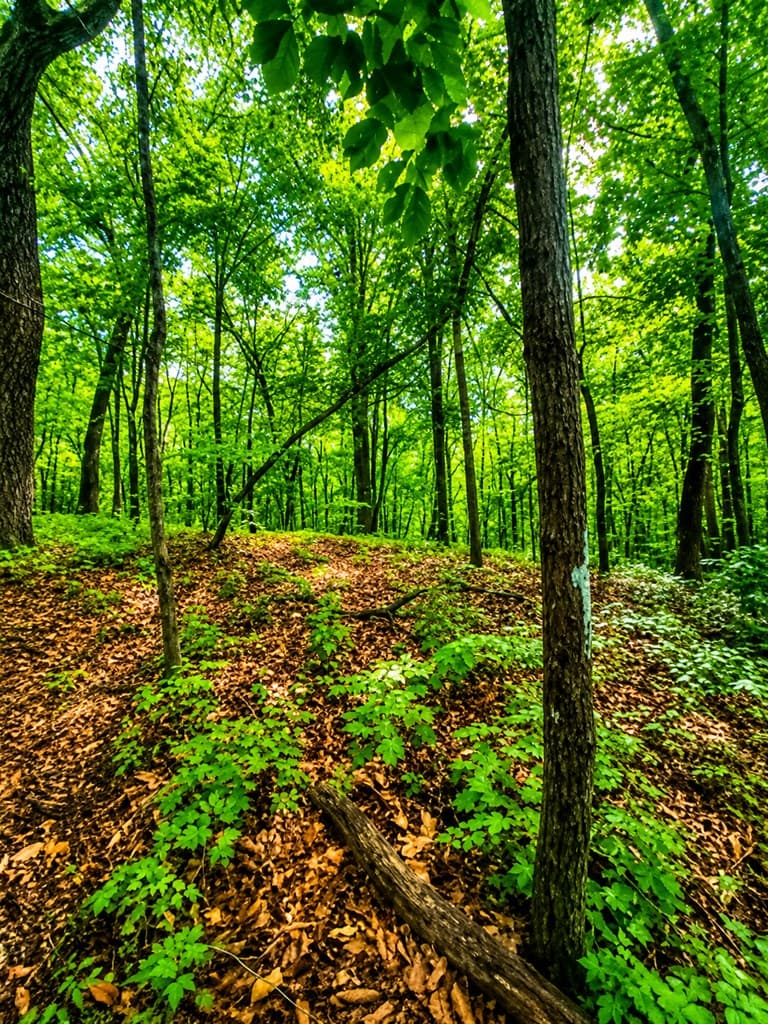 1564 Rackley Road, Ellijay GA 30536 - Photo