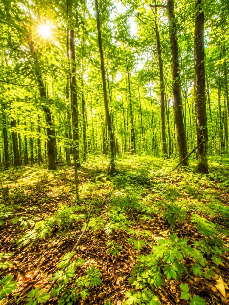 1564 Rackley Road, Ellijay GA 30536 - Photo