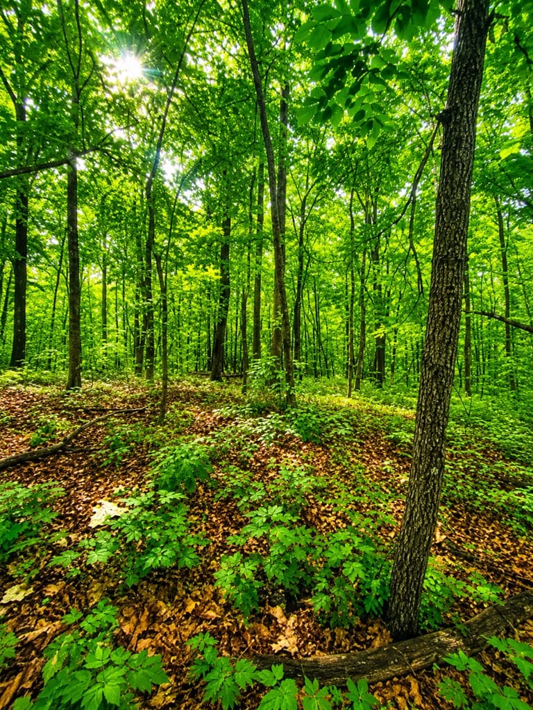 1564 Rackley Road, Ellijay GA 30536 - Photo