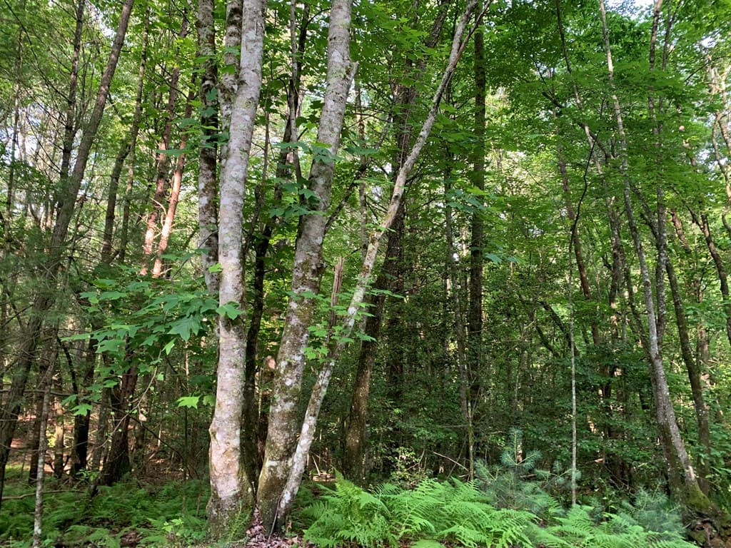 Lot 57 Rainy Farm Road, Murphy NC 28906 - Photo