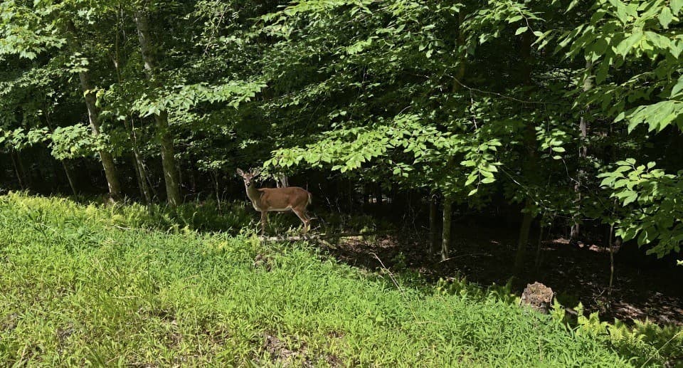 Lot 1178 Optic Court, Ellijay GA 30540 - Photo