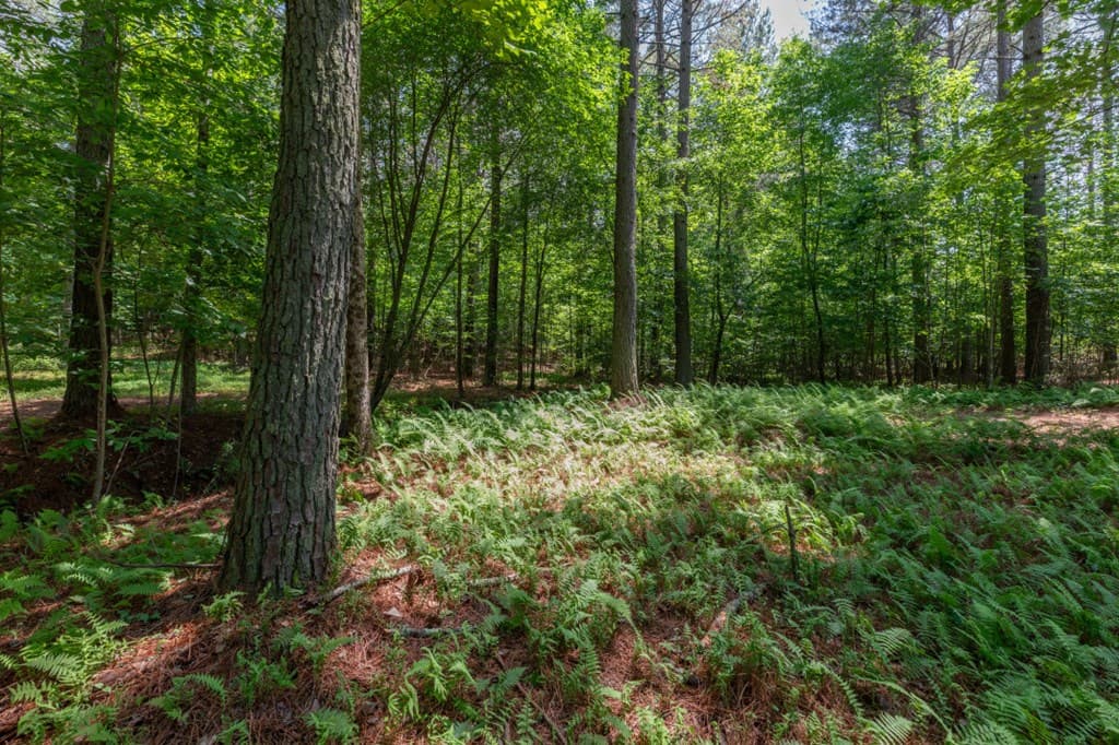 Lot 48 Thirteen Hundred, Blairsville GA 30512 - Photo