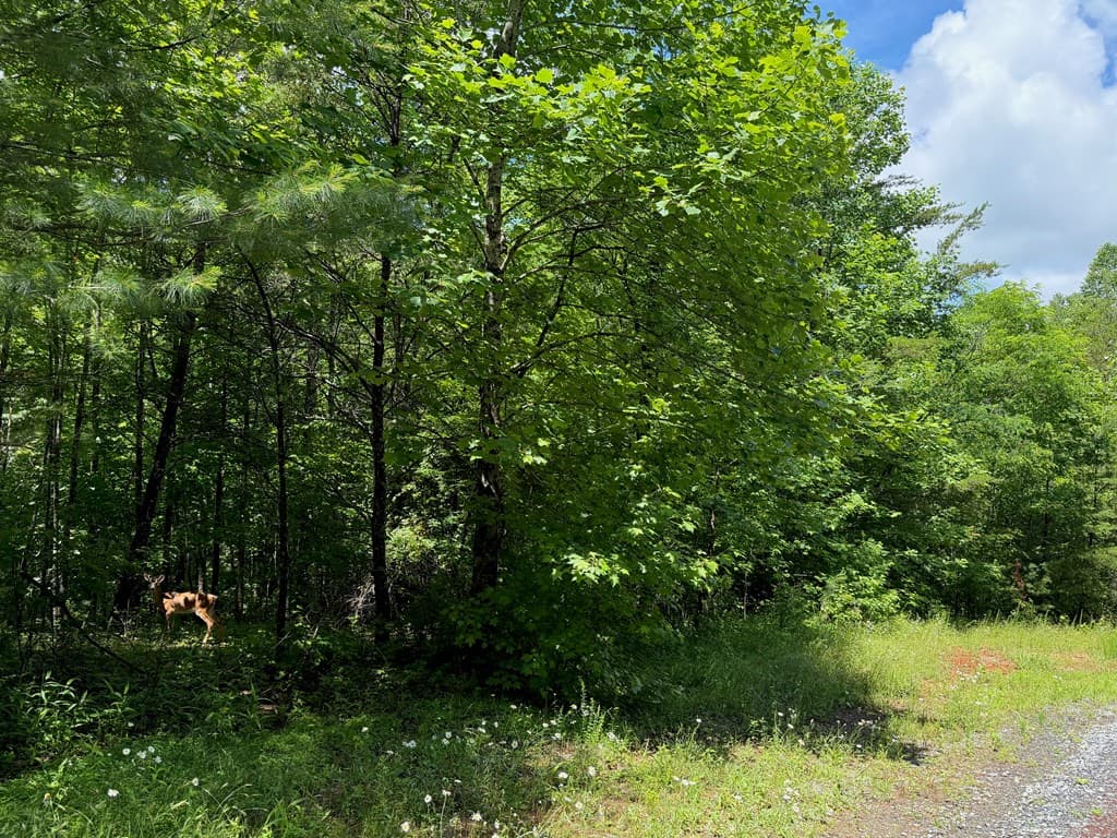 2.75AC Quail Ridge Road, Epworth GA 30541 - Photo