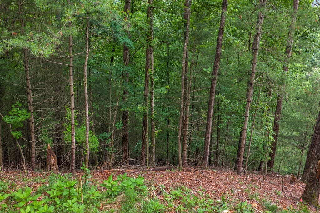 9 Deer Haven Drive, Morganton GA 30560 - Photo