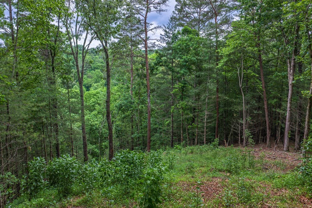 9 Deer Haven Drive, Morganton GA 30560 - Photo