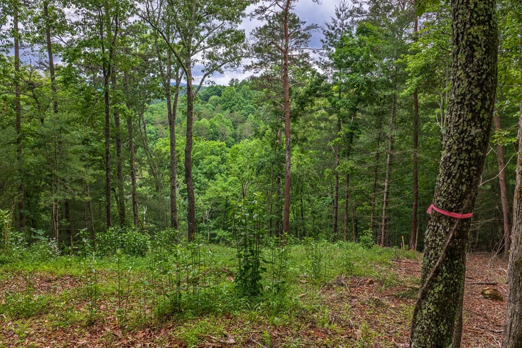 9 Deer Haven Drive, Morganton GA 30560 - Photo