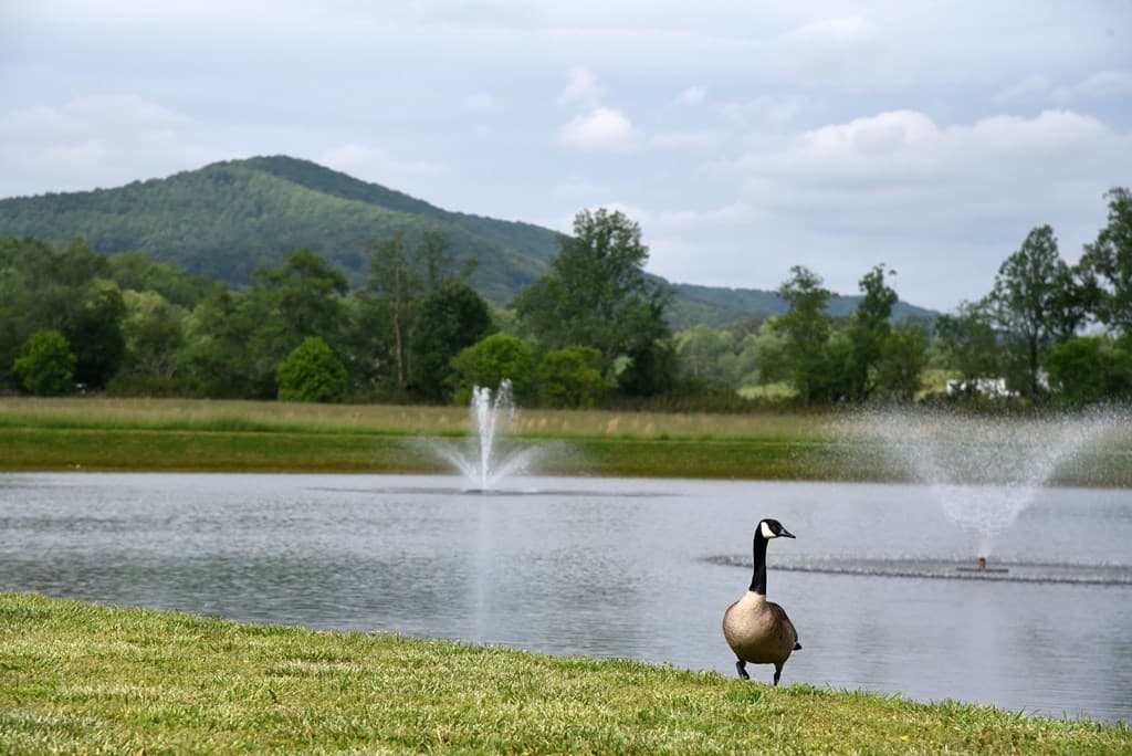 151 Foggy Mountain Road, Blairsville GA 30512 - Photo