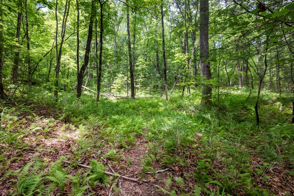 57.64 ac Mountain Ash Road, Ellijay GA 30536 - Photo