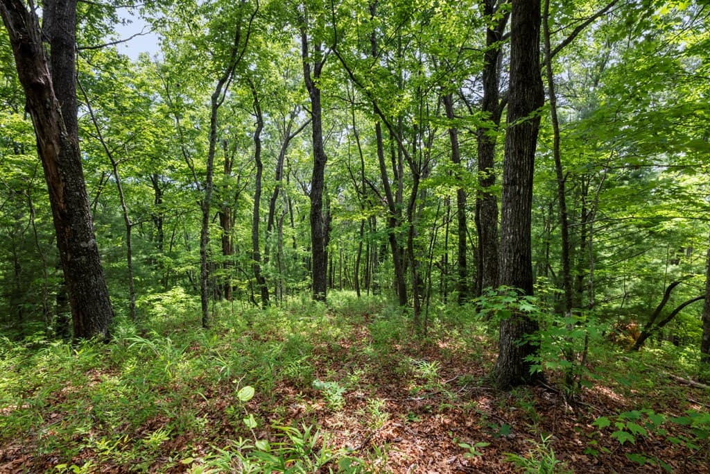 57.64 ac Mountain Ash Road, Ellijay GA 30536 - Photo