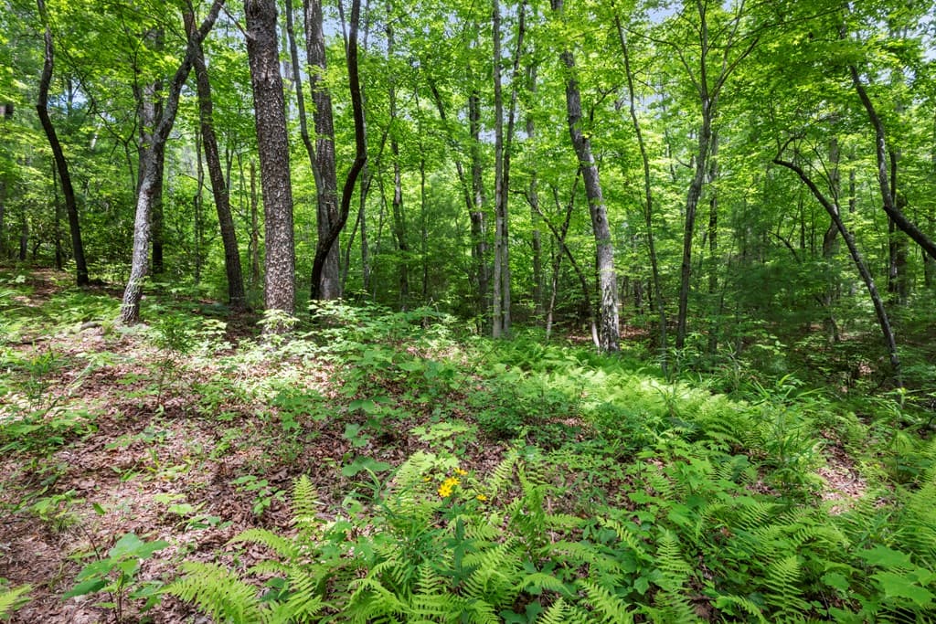 57.64 ac Mountain Ash Road, Ellijay GA 30536 - Photo