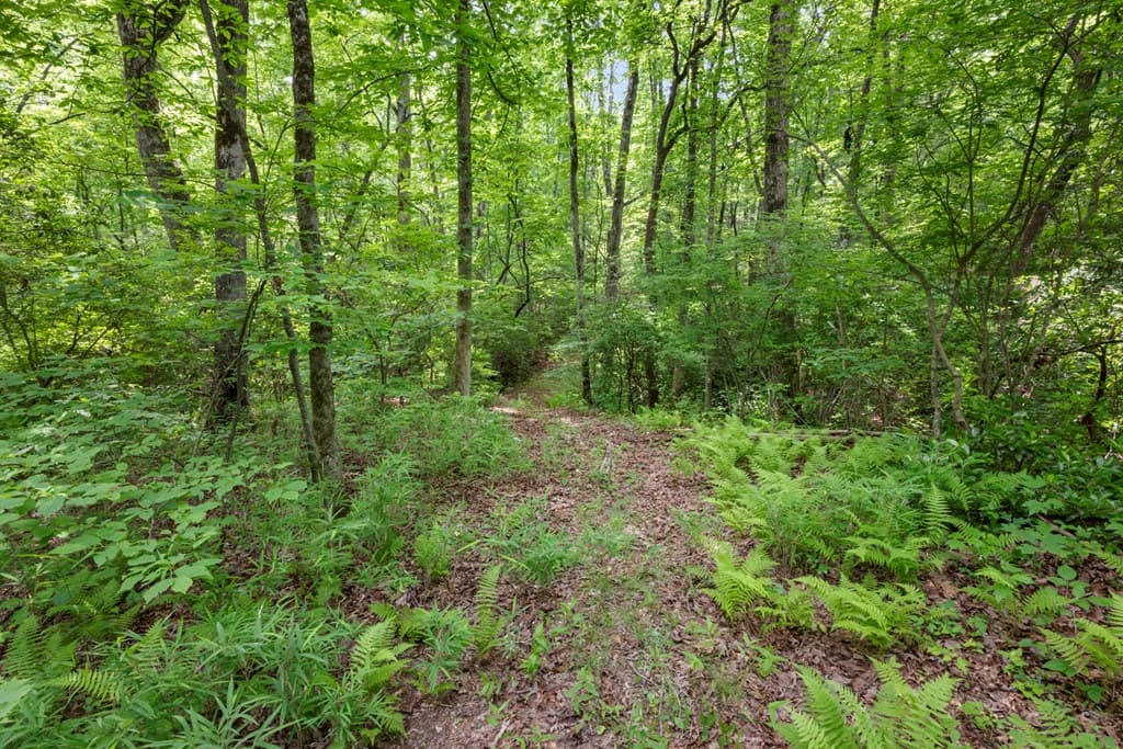 57.64 ac Mountain Ash Road, Ellijay GA 30536 - Photo