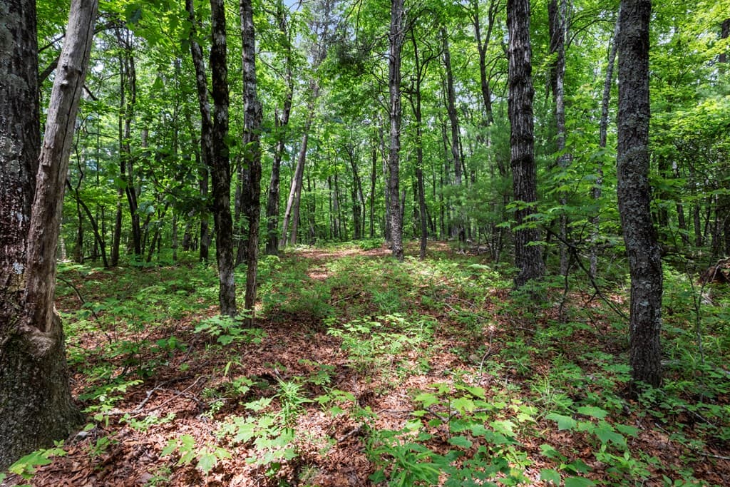 57.64 ac Mountain Ash Road, Ellijay GA 30536 - Photo