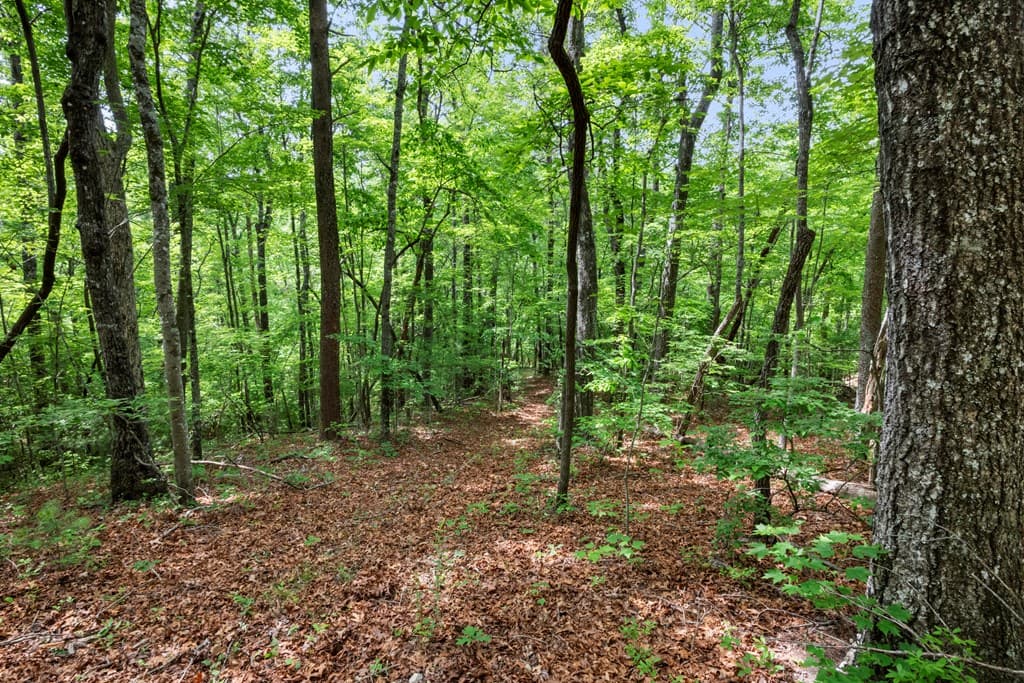 57.64 ac Mountain Ash Road, Ellijay GA 30536 - Photo