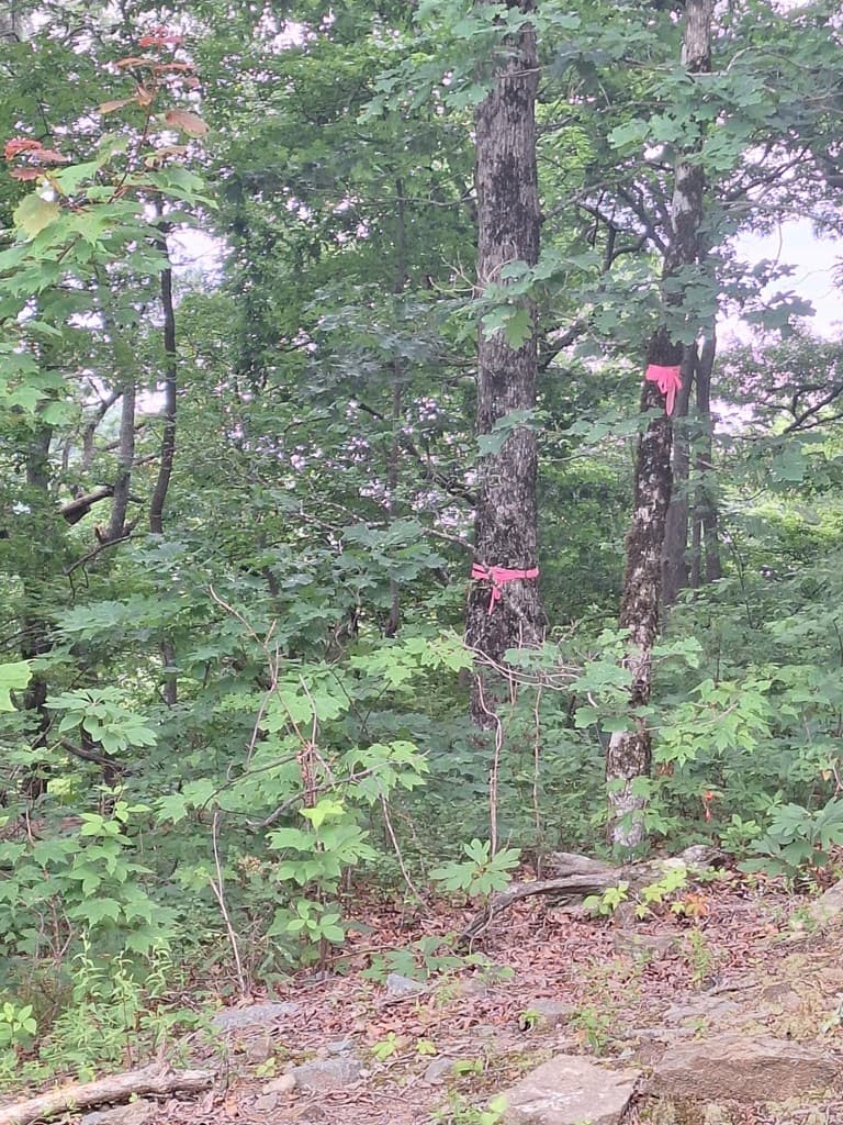 274 Andes Ridge, Ellijay GA 30540 - Photo