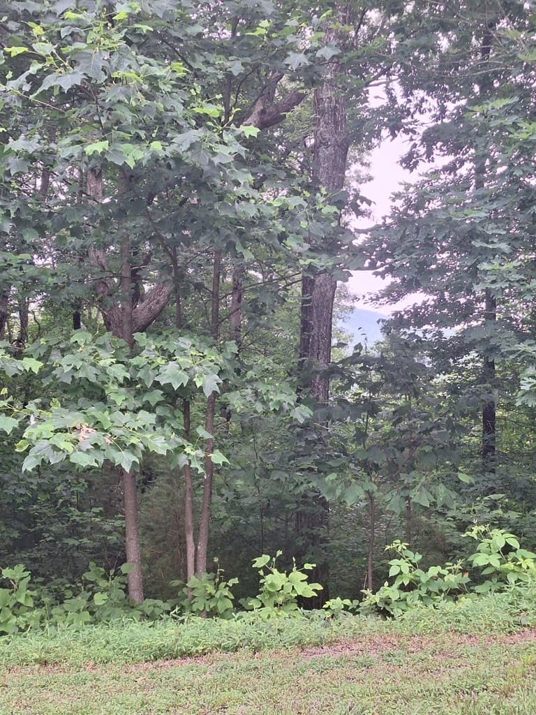 274 Andes Ridge, Ellijay GA 30540 - Photo