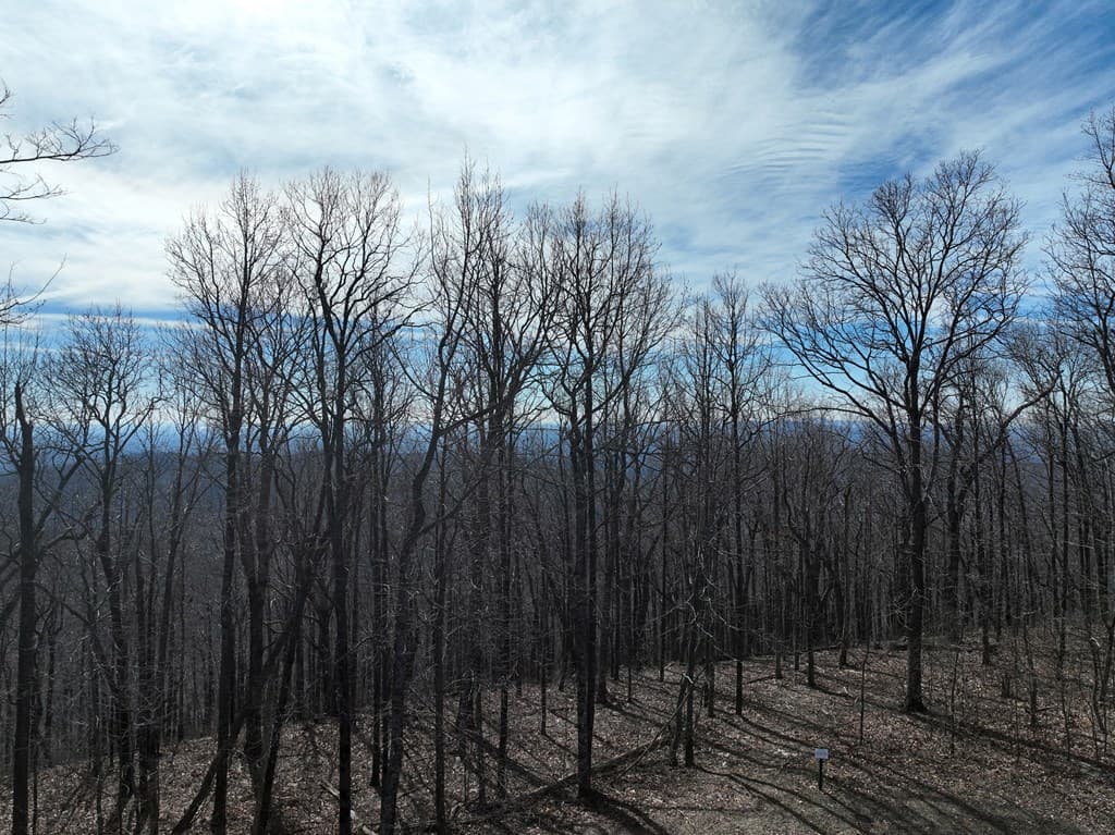 256 Blood Root Trail, Ellijay GA 30536 - Photo