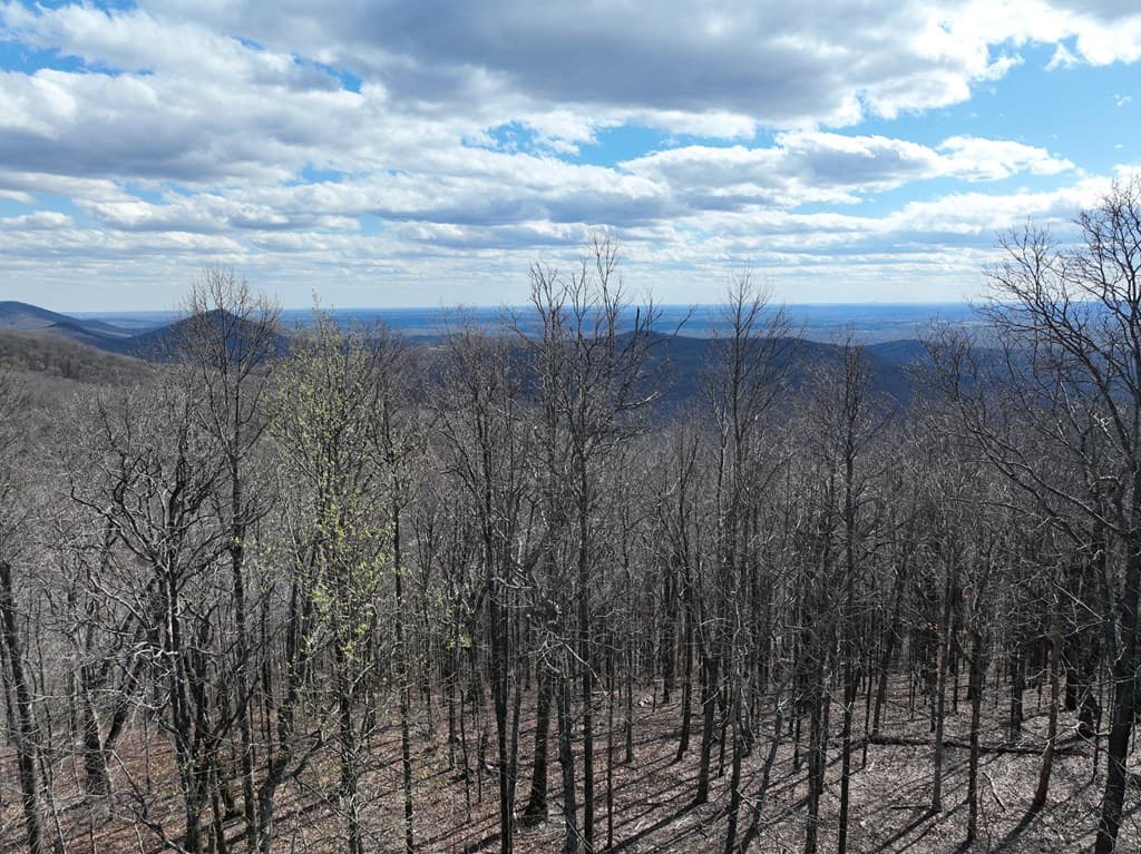 256 Blood Root Trail, Ellijay GA 30536 - Photo