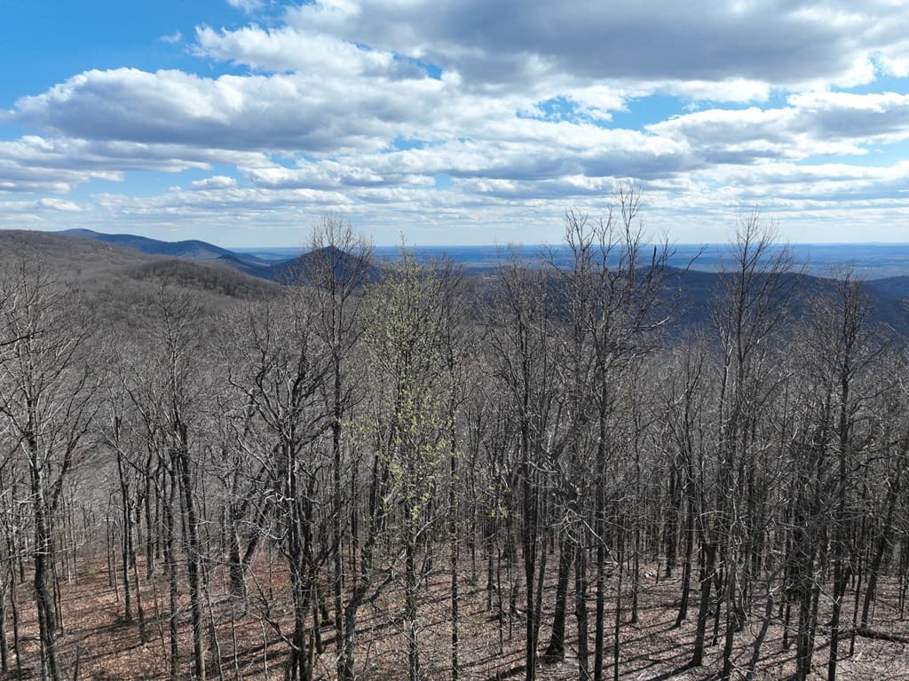 256 Blood Root Trail, Ellijay GA 30536 - Photo
