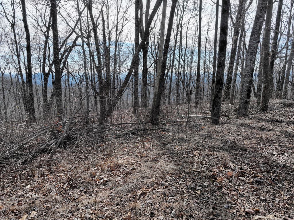 256 Blood Root Trail, Ellijay GA 30536 - Photo