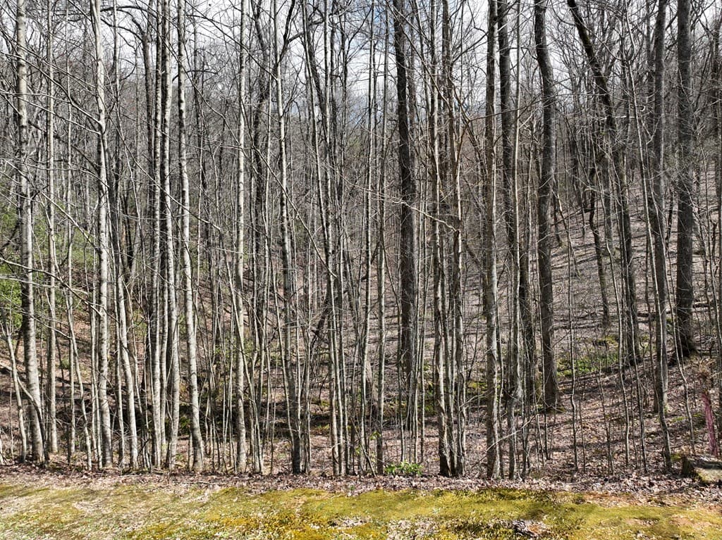 63 St Andrews Way, Ellijay GA 30536 - Photo
