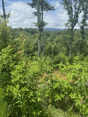 LT 104 River Knoll Trail, Ellijay GA 30540 - Photo