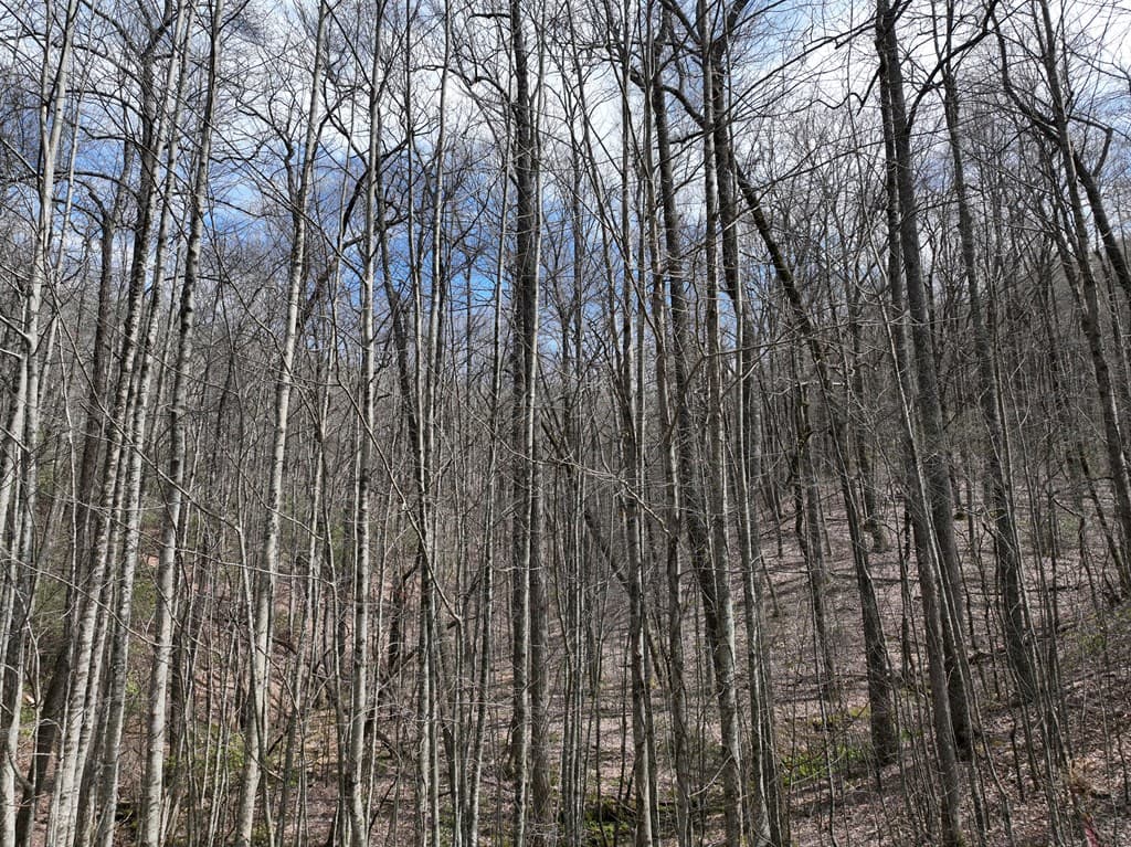64 St Andrews Way, Ellijay GA 30536 - Photo
