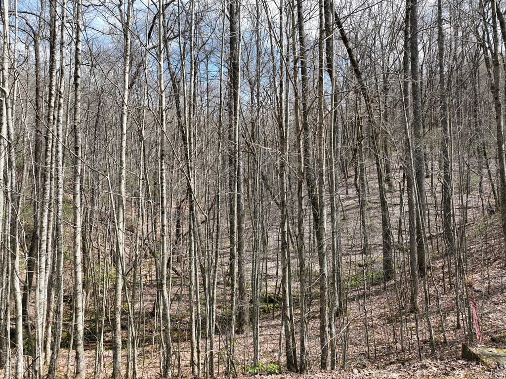 65 St Andrews Way, Ellijay GA 30536 - Photo