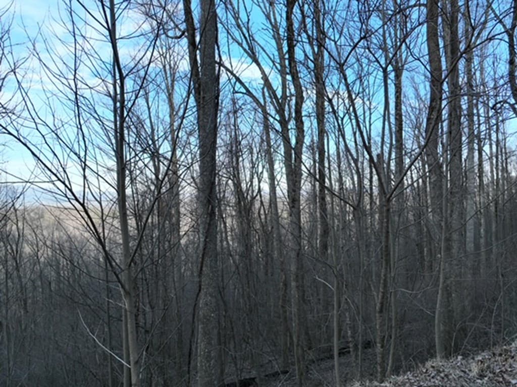 279 Andes Ridge, Ellijay GA 30536 - Photo