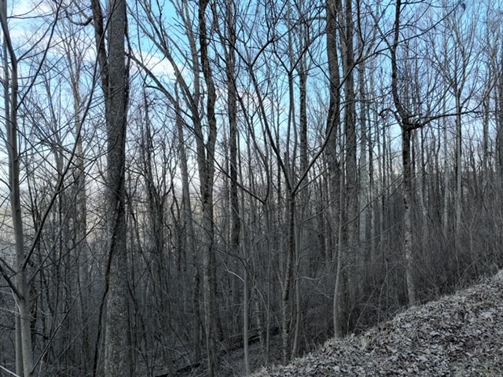 279 Andes Ridge, Ellijay GA 30536 - Photo