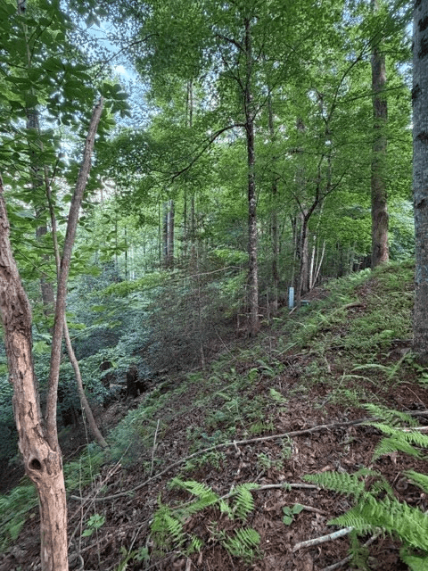 Lot 59 Quiet Mountain Trail, Murphy NC 28906 - Photo