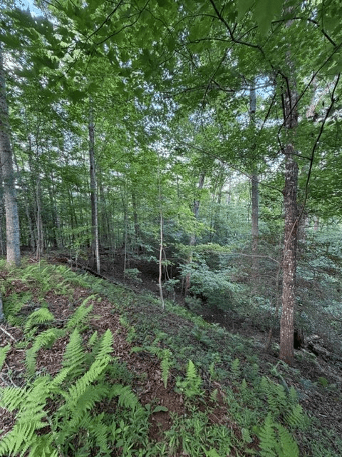 Lot 59 Quiet Mountain Trail, Murphy NC 28906 - Photo