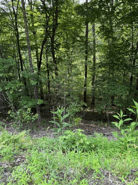Lot 37 Quiet Waters, Murphy NC 28906 - Photo