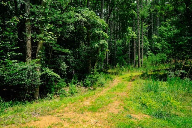 Lot 11 Quail Cove Circle, Warne NC 28909 - Photo